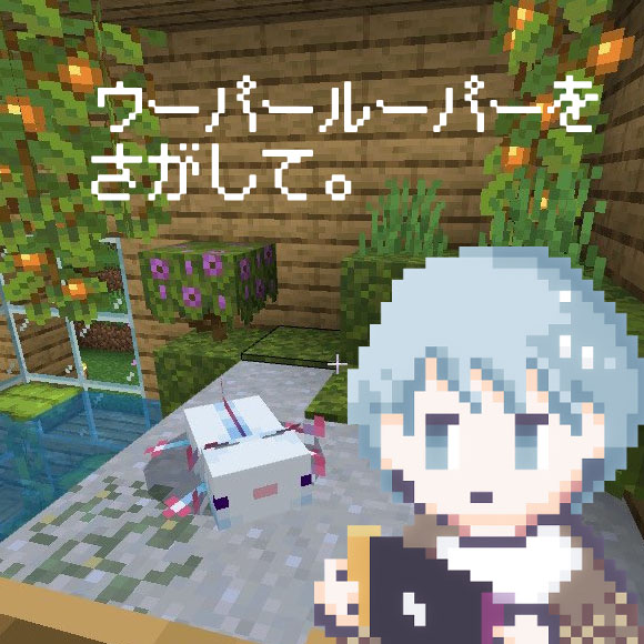 ウーパールーパーを探して。