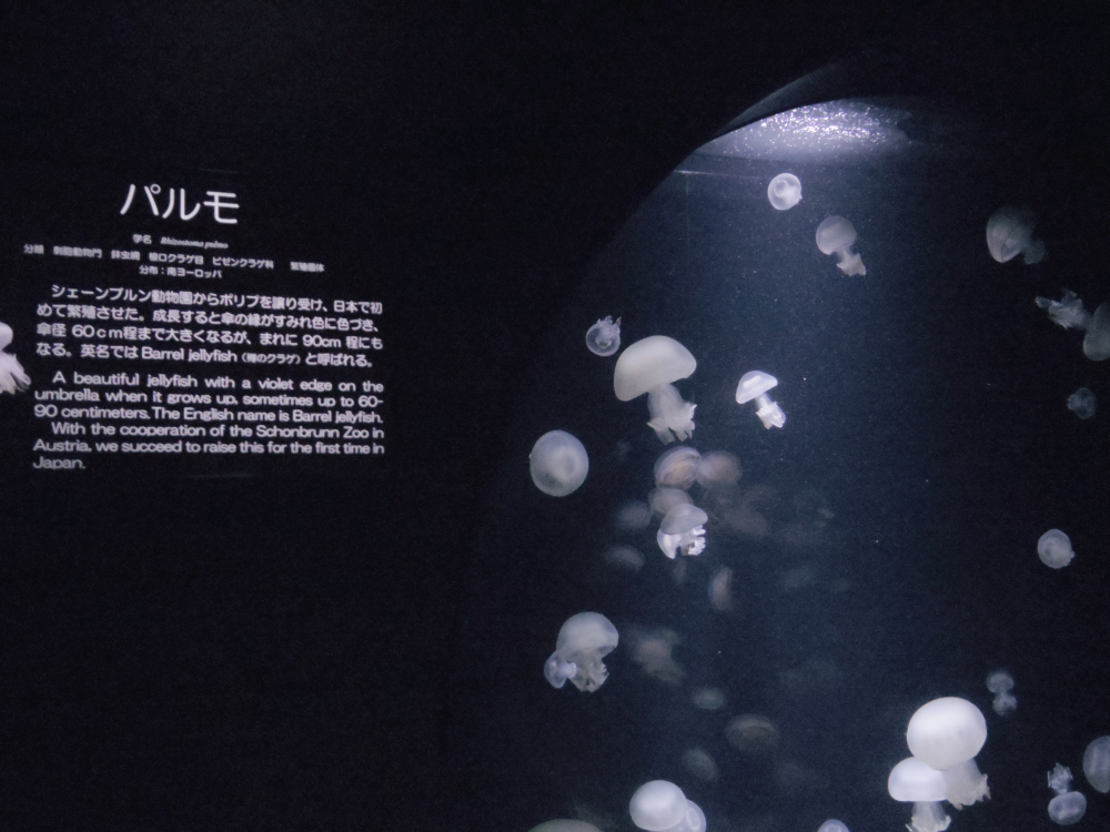 紫色の縁取りが魅力的なクラゲ、パルモ。