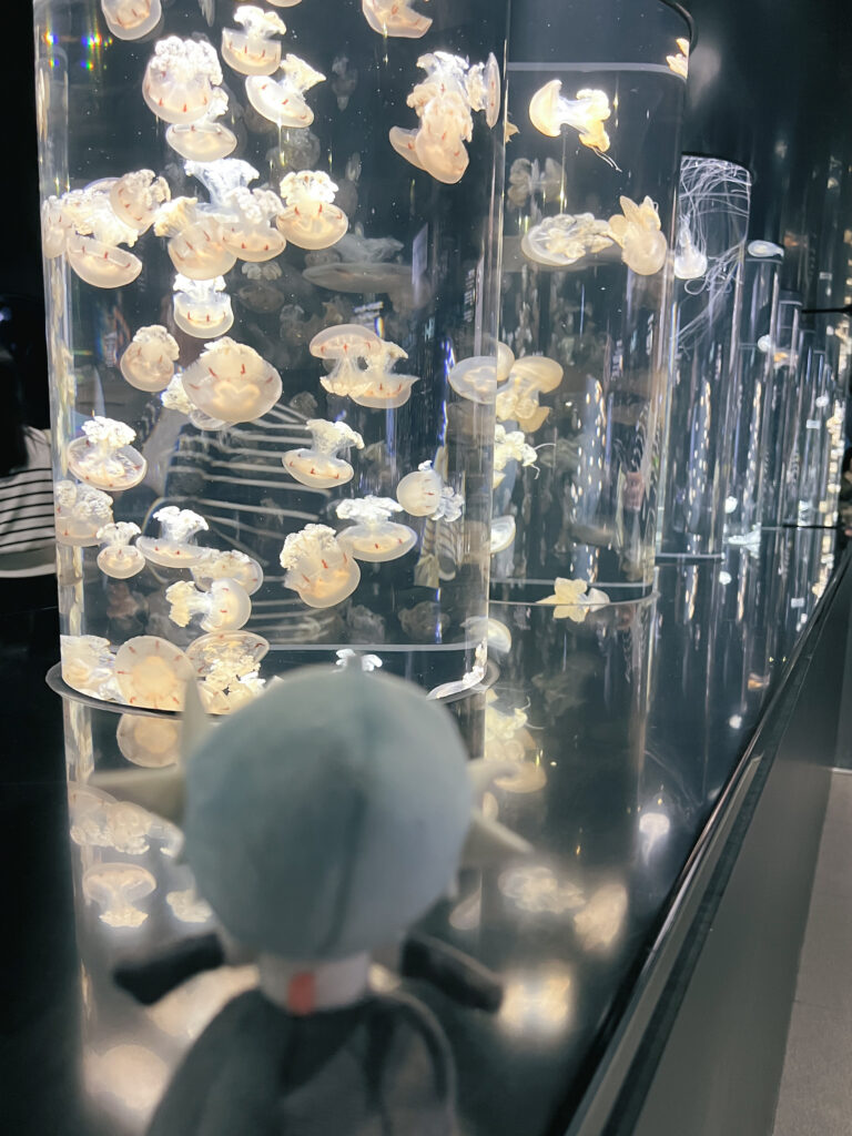 縦に長い水槽を優雅に泳ぐクラゲたち２