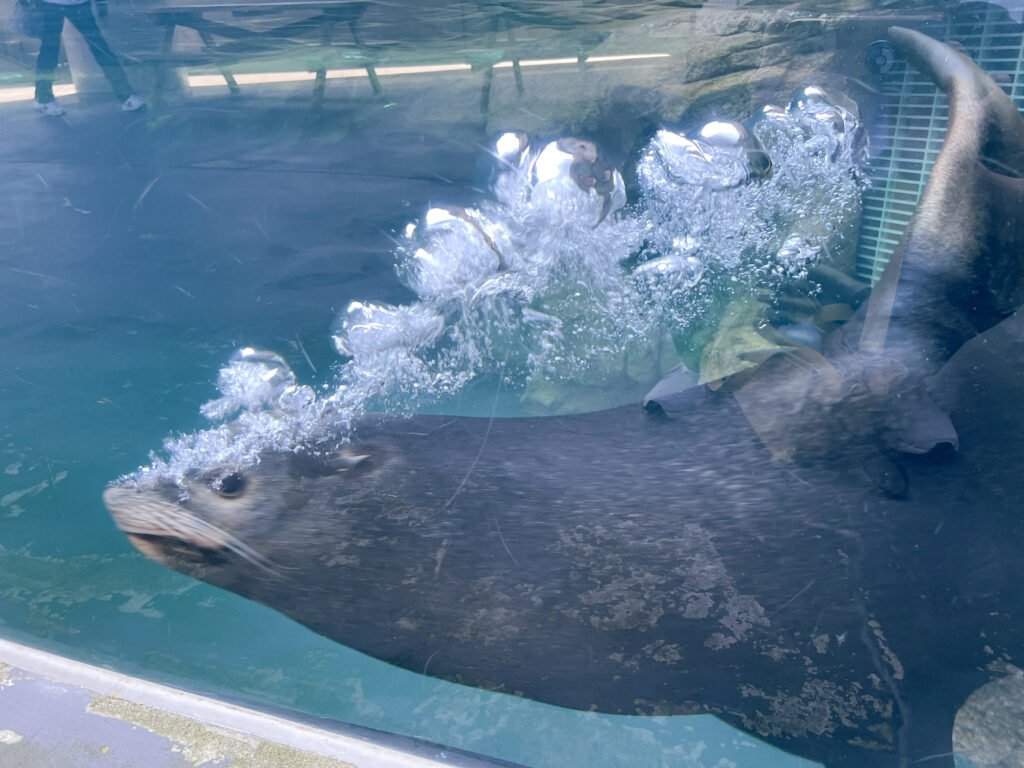 カリフォルニアアシカのてん君