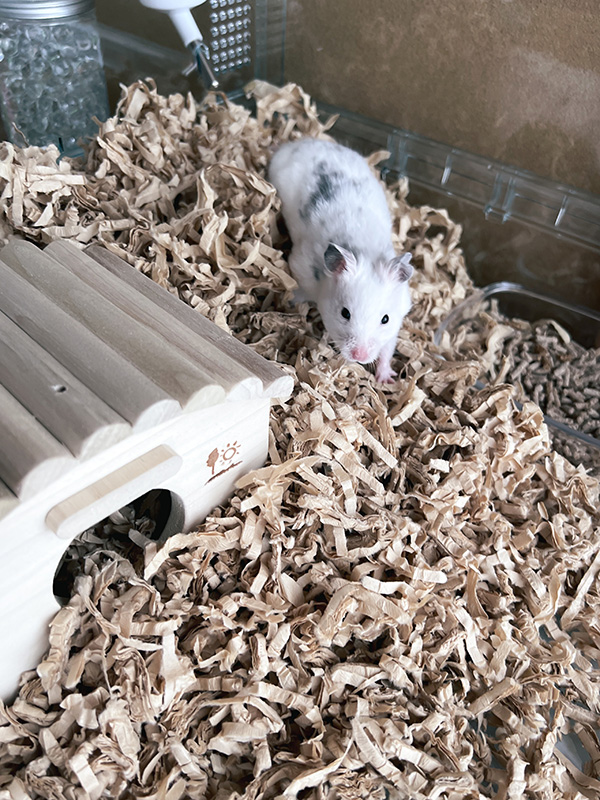 作った巣から出てくるおにぎり