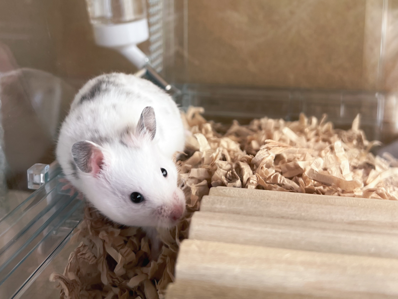 好奇心旺盛で、こちらに近づいてくるおにぎり