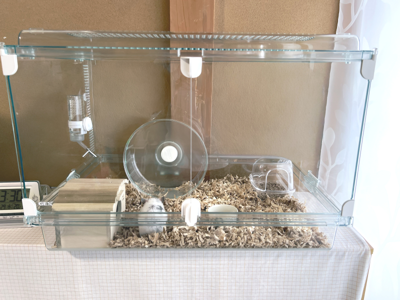 お迎えしたてのケージの様子