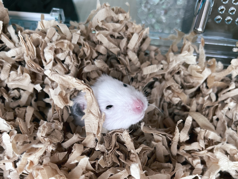 寝起きのおにぎり