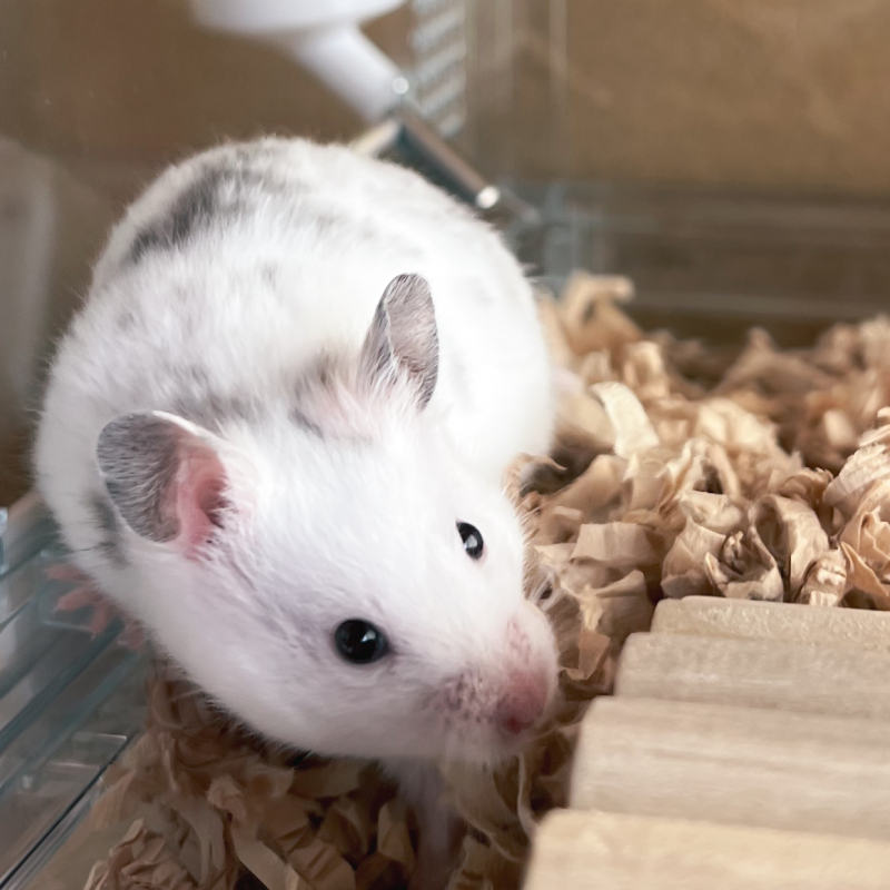 アップのおにぎり