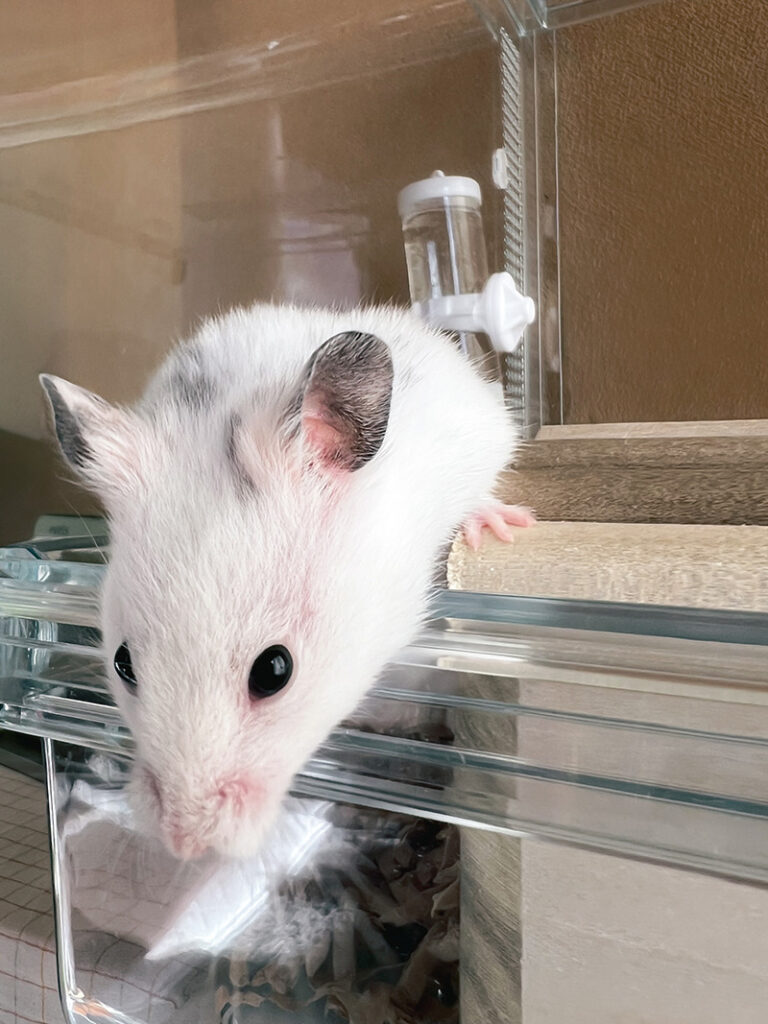 外に出ようとするおにぎり