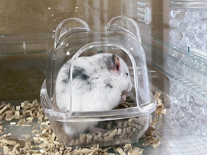 トイレに入っているおにぎり