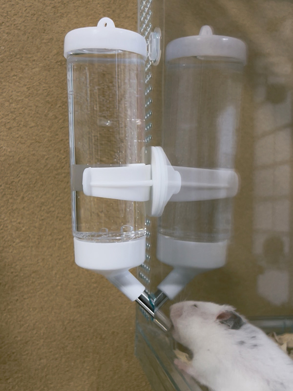 給水ボトルから水を飲むおにぎり